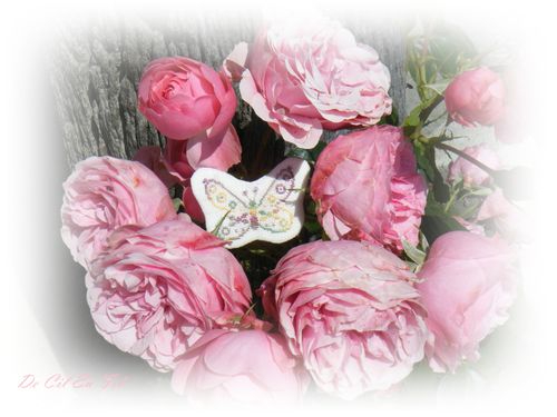 Papillon 2 bis