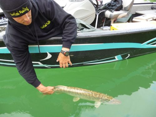 release 80 cm