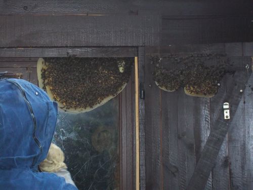 Recuperation abeilles Carcans (6)