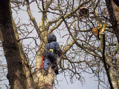 Traitement nid de frelons Asiatiques à 17m de hau-copie-1