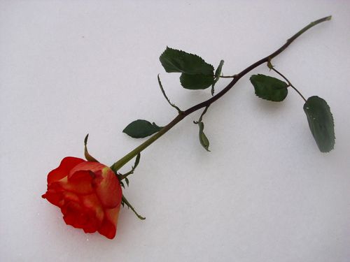 Photo-051.jpg