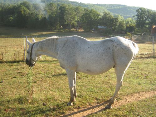 animals-2663.JPG