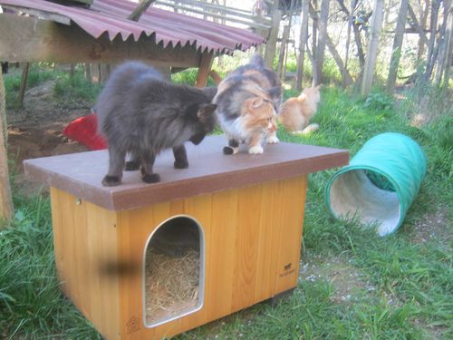 animals-4776.JPG