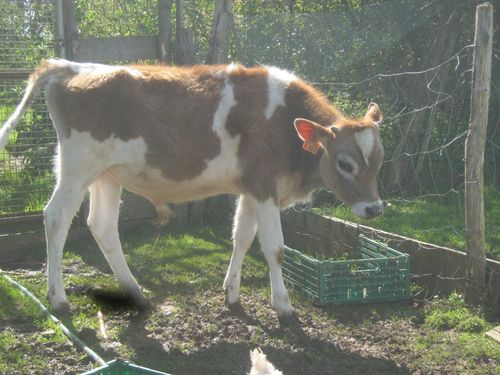 animals-5167.JPG