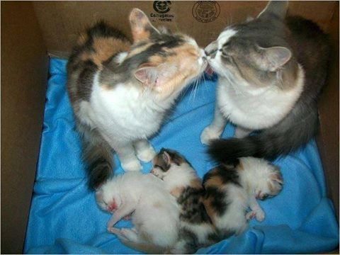 PATTY-FAMILLE-CHATS.jpg