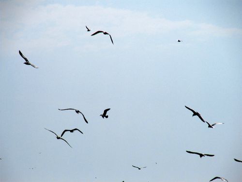 Oiseaux-de-mer-1.jpg