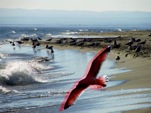 Oiseaux-de-mer-3.jpg