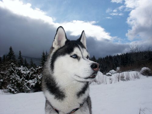 husky-jpg