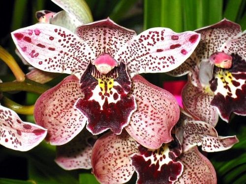 651Cymbidium_Hybrid.jpg