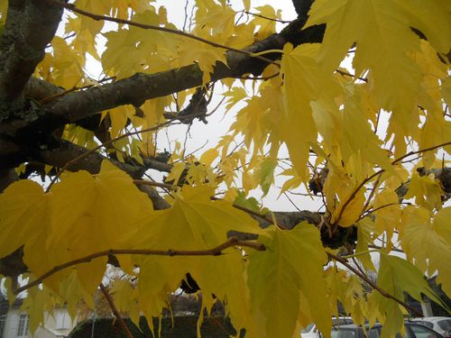 arbre-automne-003.JPG