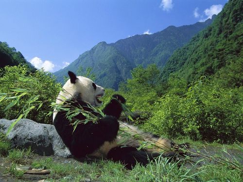 Giant-Panda