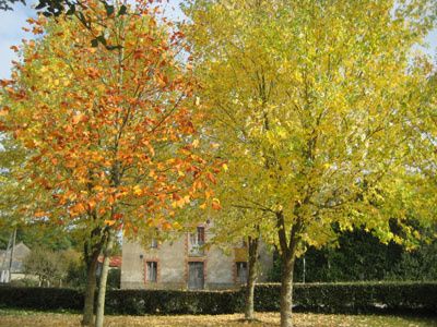 arbres-014-copie.jpg
