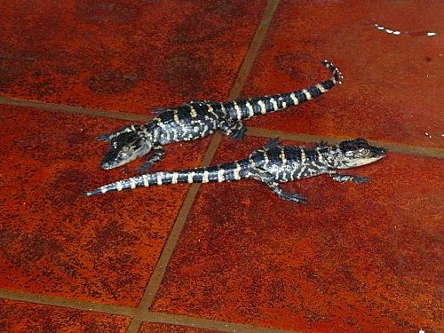 floride, la ferme aux alligators