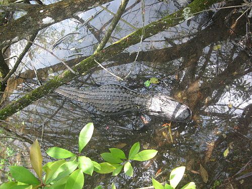 floride-les everglades