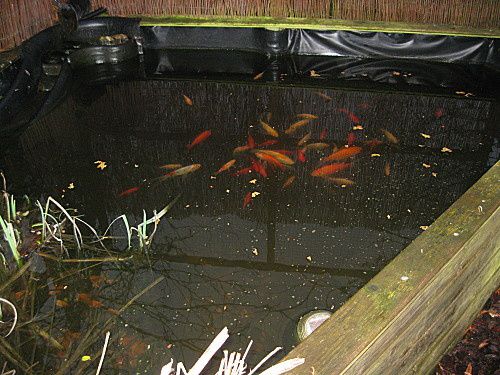 poissons rouges (2)