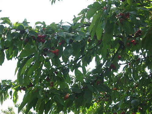 cerises (2)