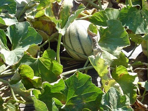 images-melons-prises-sur-le-net--2-.jpg