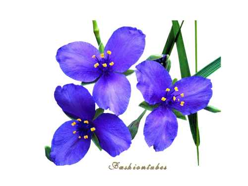 fleur bleuté