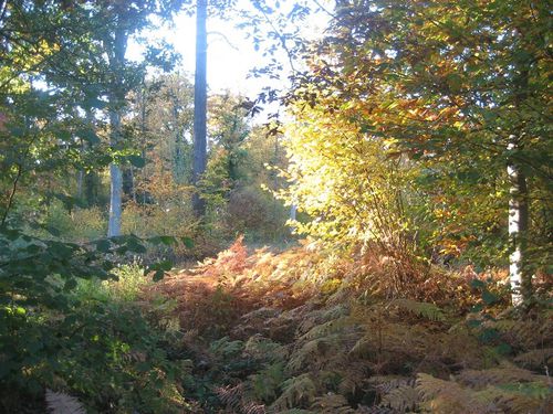 Automne(05)