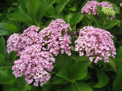 Fleurs (15)