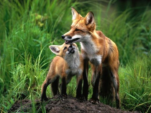 001 Renards(06)