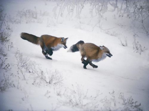 001 Renards(19)