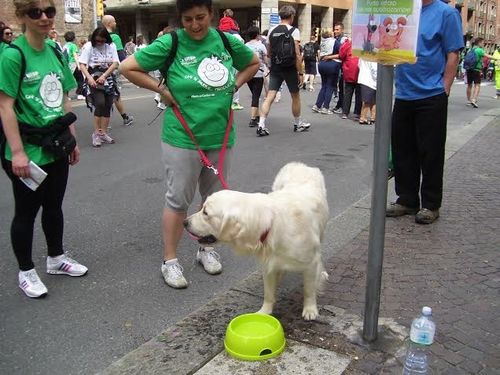 StraBologna 2014 (35^ ed.). Pubblicate tutte le foto dell'evento