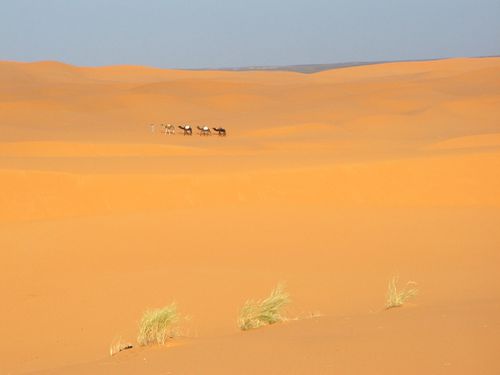 Merzouga---Une-caravanne-dans-le-desert-marocain.jpg