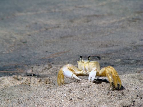 Plage des salines de martinique crabe, sable et palmierjpg