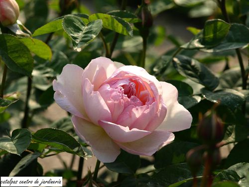 Rosas inglesas David Austin en Catalpas - El blog de catalpas