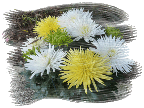 chrysantheme-blanc-et-jaune.gif