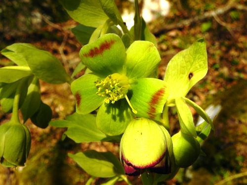 Helleborus foetidus et ses tubes nectarifères51