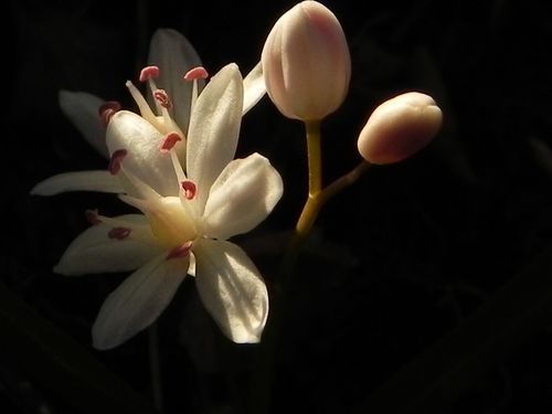 Scilla bifolia blanche