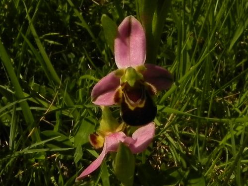 Ophrys apifera=O. abeille (2)