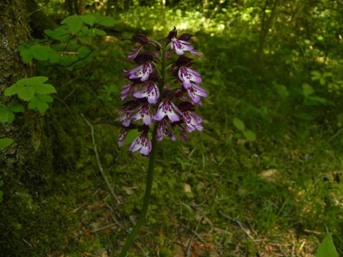 Ophrys purpurea=Orchis pourpre