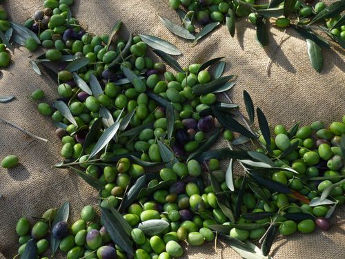 Future huile d'olive