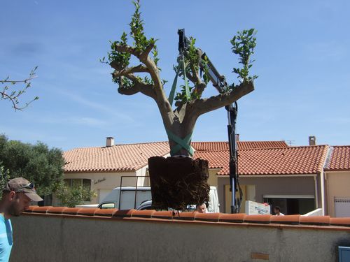 DSCF1503.JPG