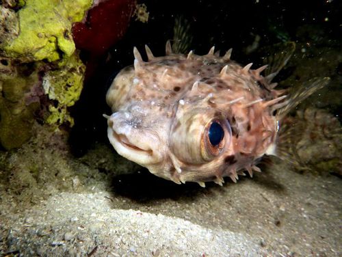 Poisson-porc-épic-Diodon-holocanthus-Samal-Philippines