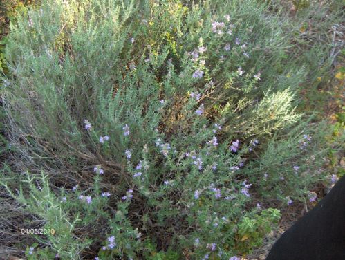F3 Kalo Chorio chemin muletier