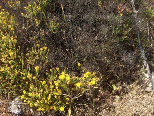 F4 Kalo Chorio chemin muletier