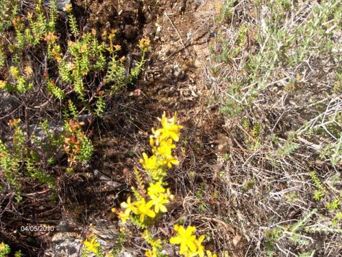 F6 Kalo Chorio chemin muletier