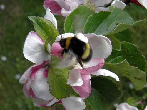 bourdon pommier