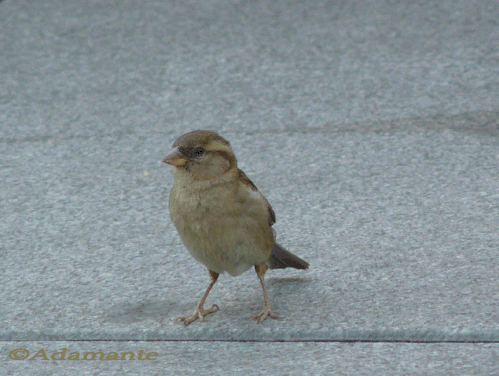moineau-beaubourg-copie.gif