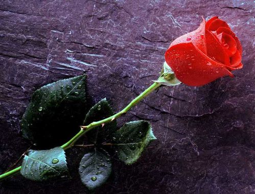 Rose rouge Saint Valentin Nice