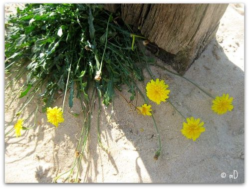 fleurs de sable k