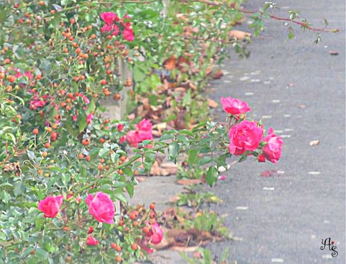 rosa-roses.jpg