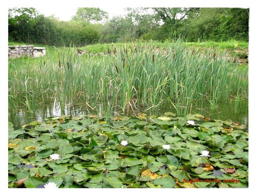 le-lac-audry-benuphars-et-joncs.jpg