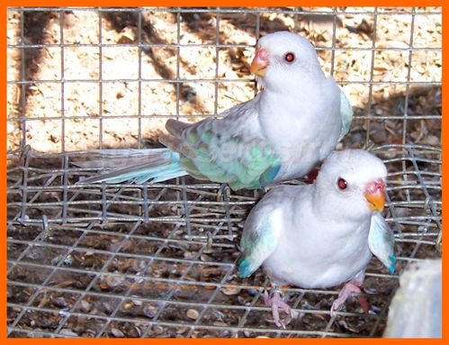 2 jeunes mâles bleu opaline pastelino et cinnamon