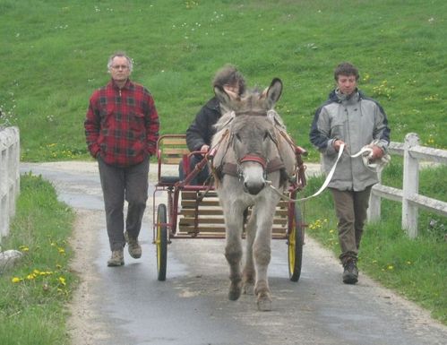 âne du Cotentin photo Armelle MENAGER 5