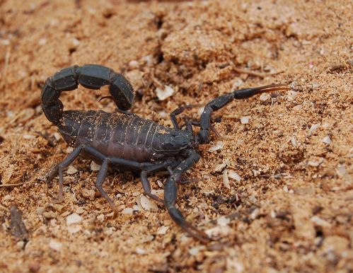Marocco-2-insetti--scorpioni-ecc 0642 copia